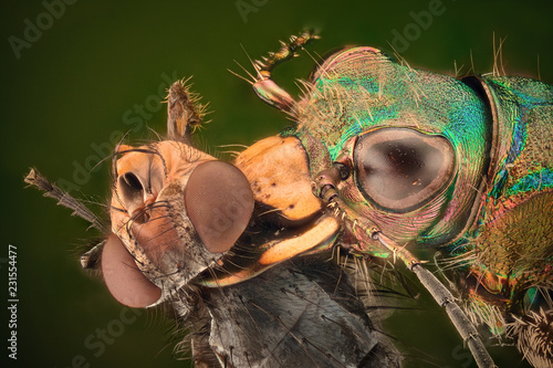 Extreme magnification - Tiger beetle © constantincornel
