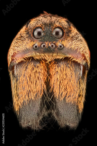Extreme magnification - Wolf Spider (Lycosidae)