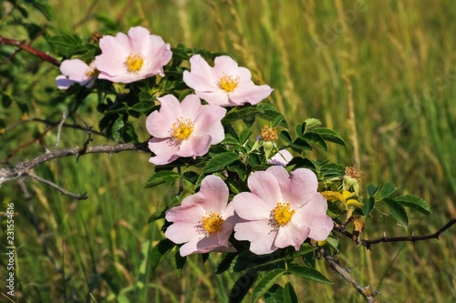 Fototapeta Naklejka Na Ścianę i Meble -  Kwitnąca gałążka dzikiej róży na tle letniej łąki
