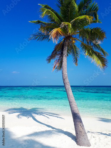 coconut palm by the azure ocean © Игорь Шишкин