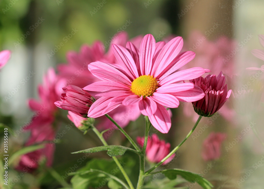 Obraz premium Розовые хризантемы