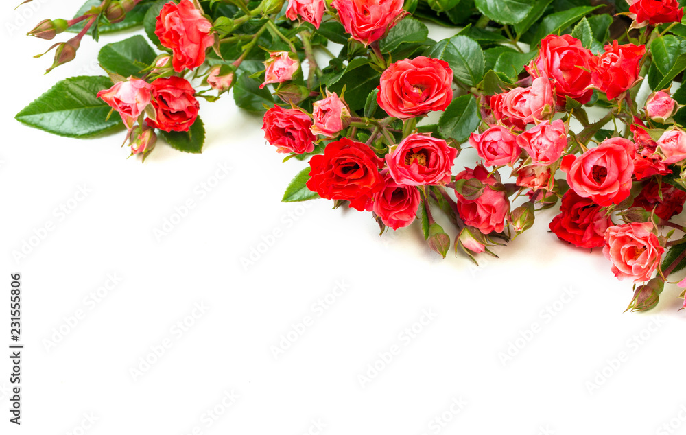 Red roses on white background Red roses on white background