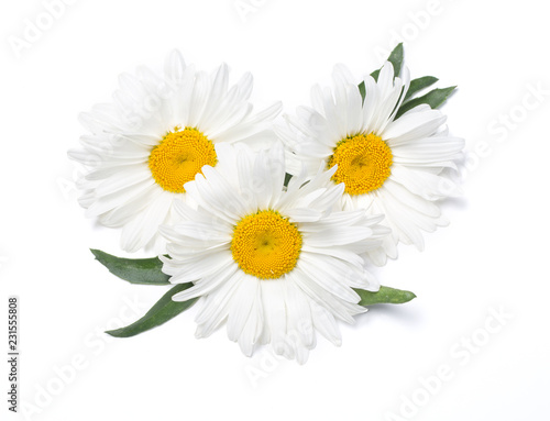Fotomurale Beautiful chamomile flowers on white