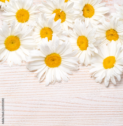 Daisy chamomile flowers on wooden background.