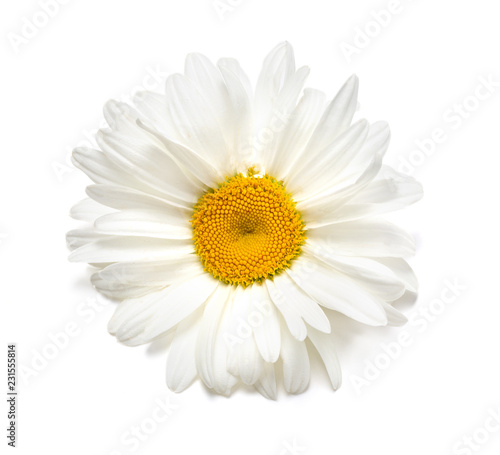 Beautiful chamomile flowers on white photo