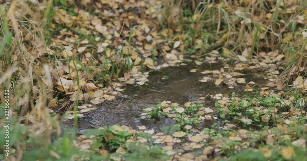 Slow motion closeup of water stream in autumn park Slow motion closeup of water stream in autumn park