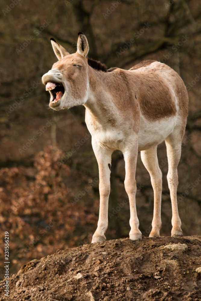 Fototapeta premium Kulan, Equus hemionus kulan
