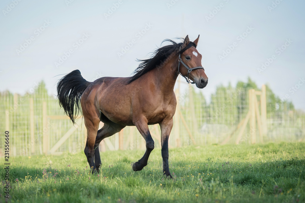Bay horse running on the field in summer Bay horse running on the field in summer