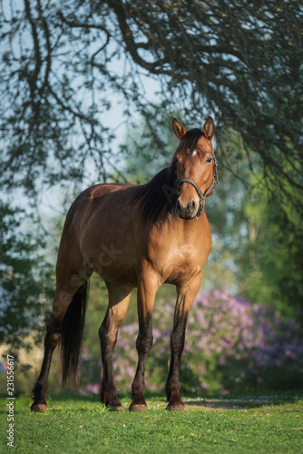 Beautiful bay horse in summer © Rita Kochmarjova