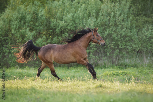 Bay horse galloping on the field at sunset