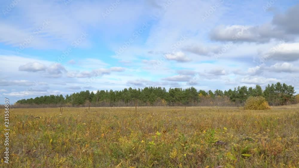 Autumn meadow in front of a pine forest. Autumn landscape. Camera panning Autumn meadow in front of a pine forest. Autumn landscape. Camera panning