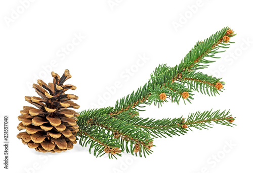 Fir tree branch and pine cone isolated on white background. Christmas decoration.