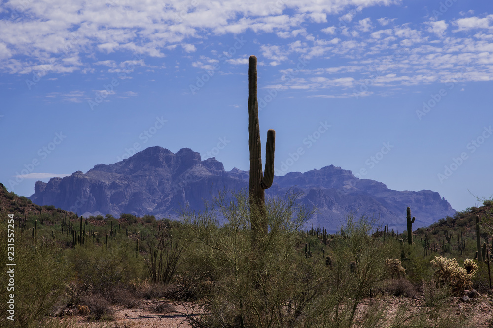 saguaro cactus in arizona