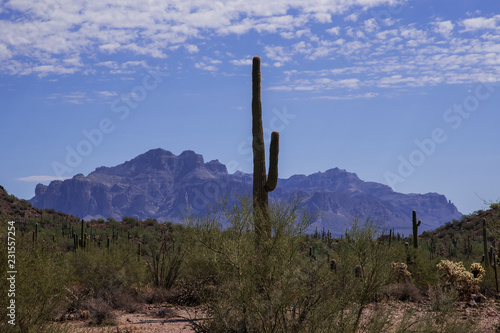 saguaro cactus in arizona © Dennis