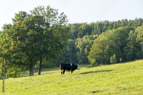 Cow on the farm. Czech Repiblic photo