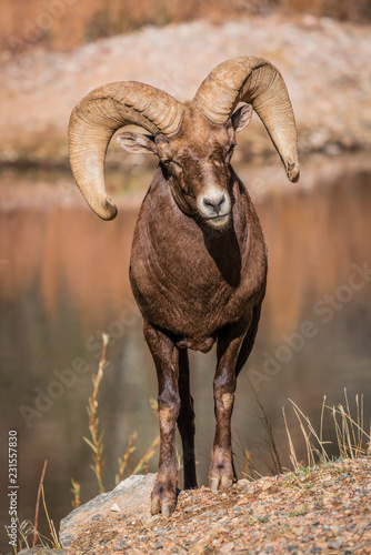 Big Horn Sheep Ram