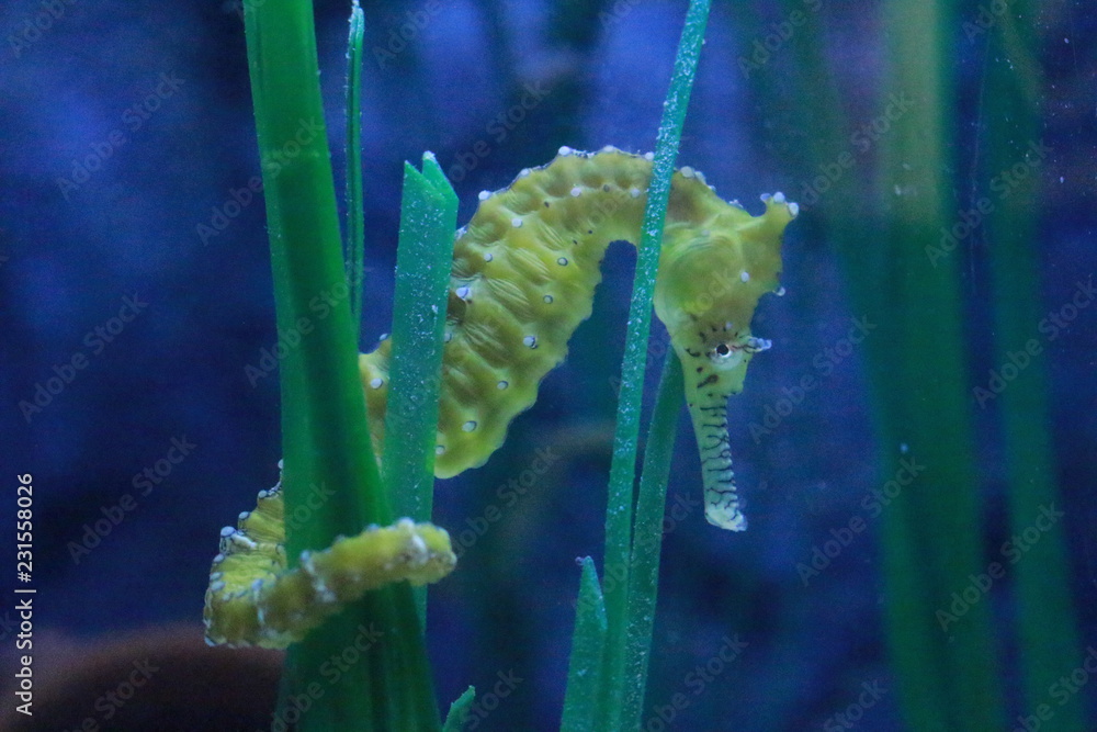 Naklejka premium Head of yellow seahorse grasping to a blade of grass