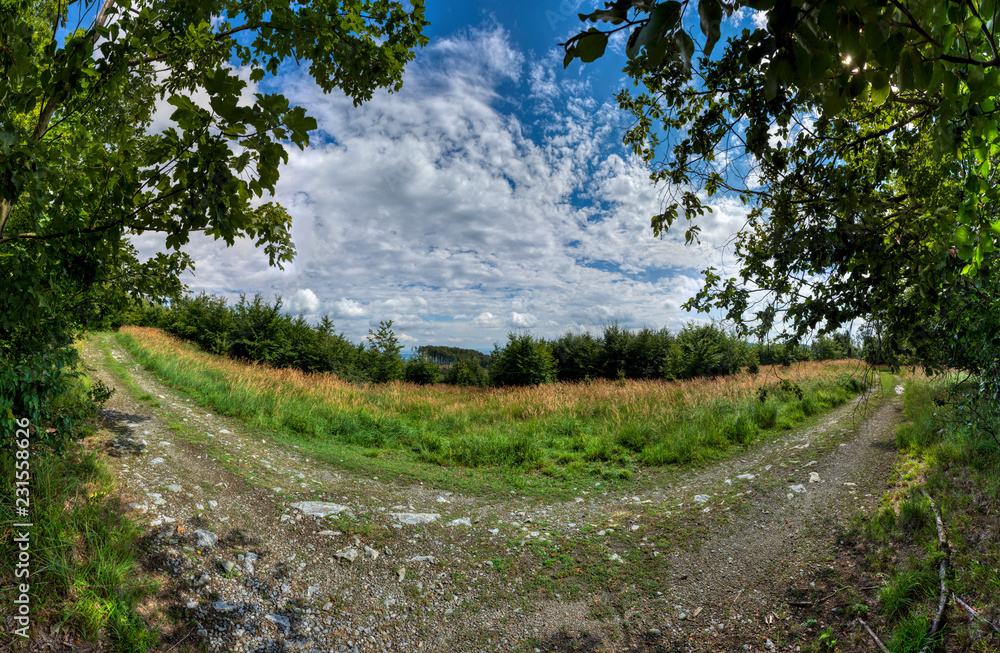 Obraz premium rural road in the forest