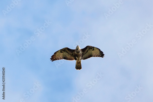 Common buzzard young flying under blue sky. Strong beautiful brown hawk. Bird in wildlife.