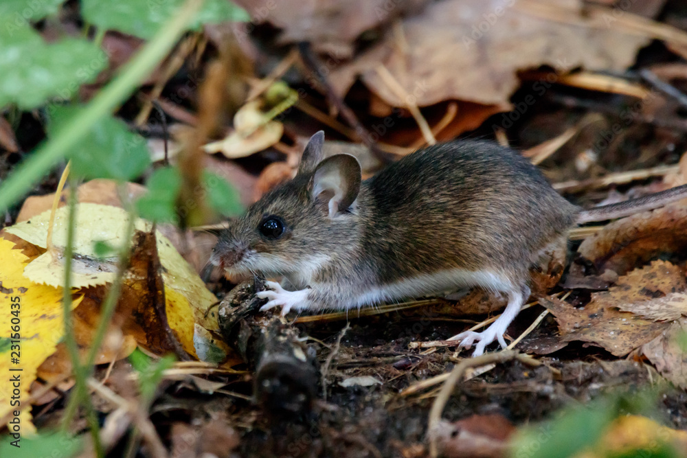 Ural pygmy field mouse (Apodemus uralensis) sitting on ground in old  foliage in autumn forest. Cute little mouse in city park. Rodent animal in  wildlife. Stock Photo | Adobe Stock