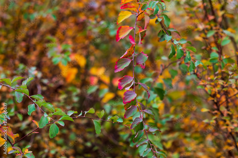 Autumn bright colors. Selective soft focus. Closeup of multicolored leaves of Vanhoutte spirea. Autumn bright colors. Selective soft focus. Closeup of multicolored leaves of Vanhoutte spirea.