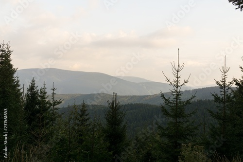 Magic trees and paths in the forest and on meadow. Czech Republic 