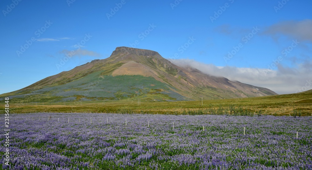 Spakonufell, a mountain near the small town Skagaströnd in Iceland. A field of lupins in the front. Peninsula Skagi.