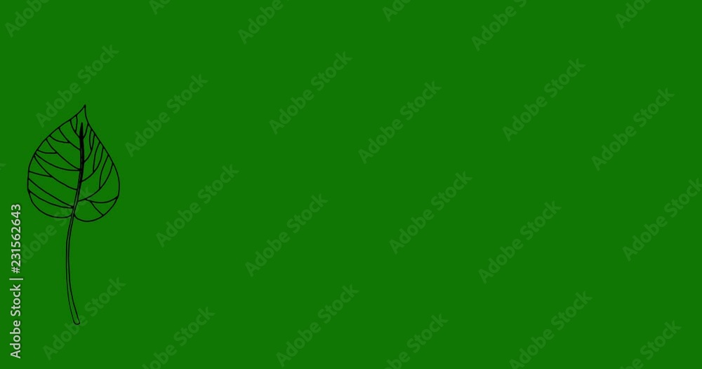 Set of 4 units. Video animation for growing branches of plants and flowers on a green background for the chromakeer Set of 4 units. Video animation for growing branches of plants and flowers on a green background for the chromakeer