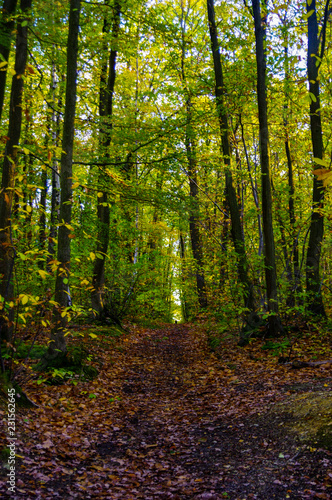 forest in autumn © Nicolas