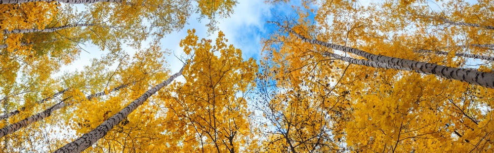 Birch grove view of the crown of the trees and sky on sunny autumn day, panorama, banner