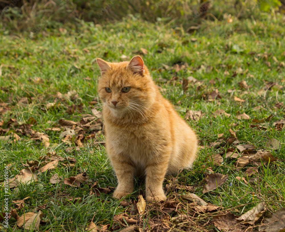 ginger cat