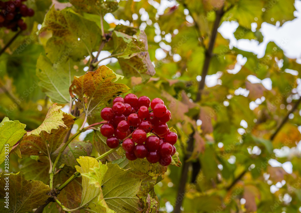 Fototapeta premium Red berries of red viburnum remaining on the branches in the fall.