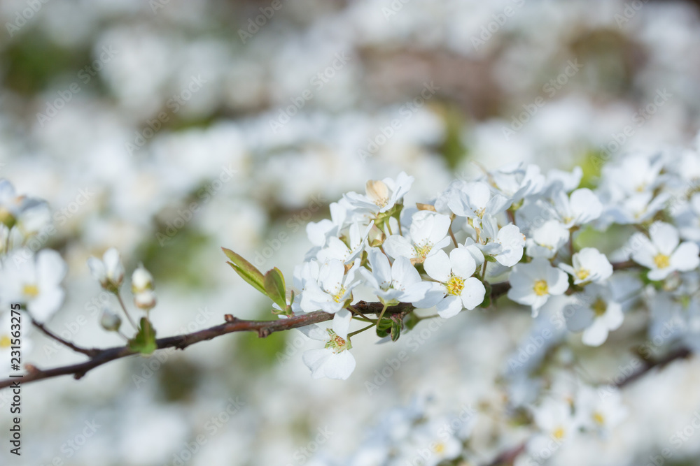 ユキヤナギの花