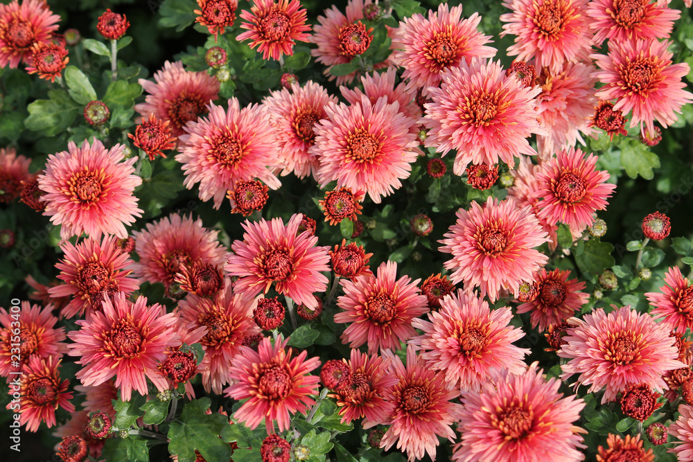 Hardy chrysanth (Chrysanthemum koreanum) or Hardy Mum. Cultivar with red double flowers Hardy chrysanth (Chrysanthemum koreanum) or Hardy Mum. Cultivar with red double flowers