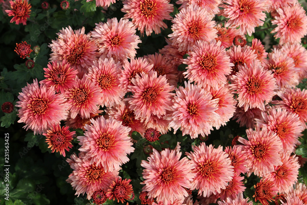 Hardy chrysanth (Chrysanthemum koreanum) or Hardy Mum. Cultivar with red double flowers Hardy chrysanth (Chrysanthemum koreanum) or Hardy Mum. Cultivar with red double flowers