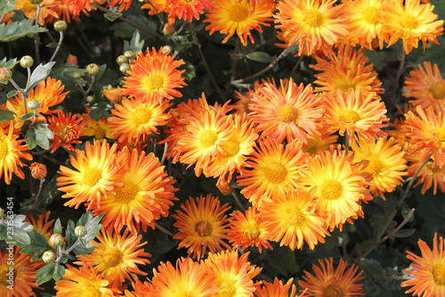 Hardy chrysanth (Chrysanthemum koreanum) or Hardy Mum. Cultivar with yellow-orange flowers photo