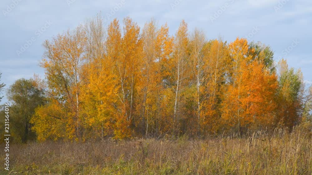 Autumn landscape. Yellow and orange leaves on the trees in a small grove. Front view of the autumn woods Autumn landscape. Yellow and orange leaves on the trees in a small grove. Front view of the autumn woods