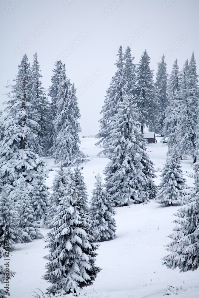 Snowy fir trees