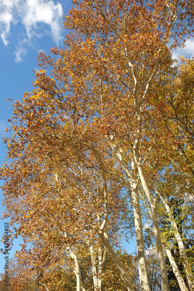 Fototapeta premium Platanen im Herbstkleid