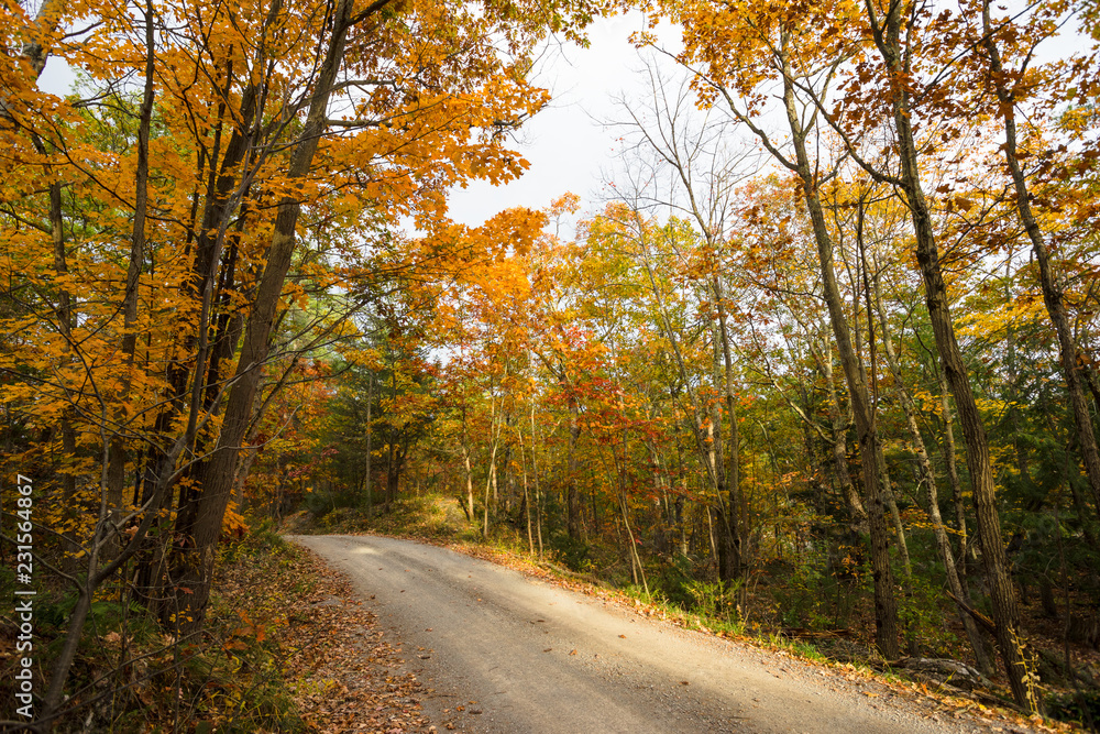 Country lane passes through autumn trees
