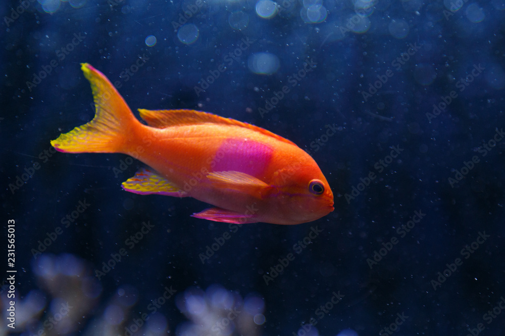 tropical fish in an aquarium