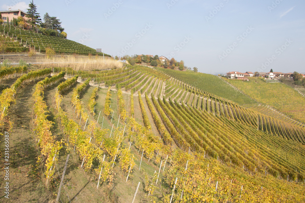 Vineyards in sunny autumn
