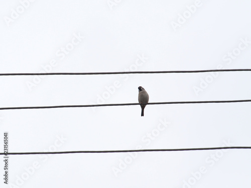 small bird on a linear background of electrical wires
