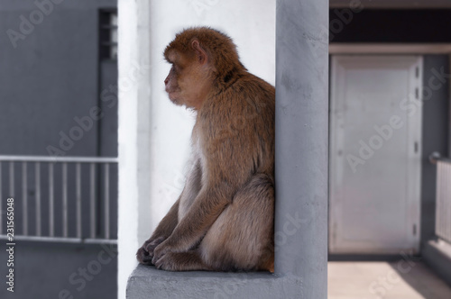 Monkey leaning against pillar and looking thoughtful and sad.