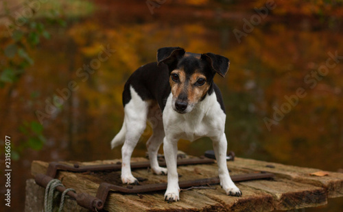 cute jack russel dog in the wood