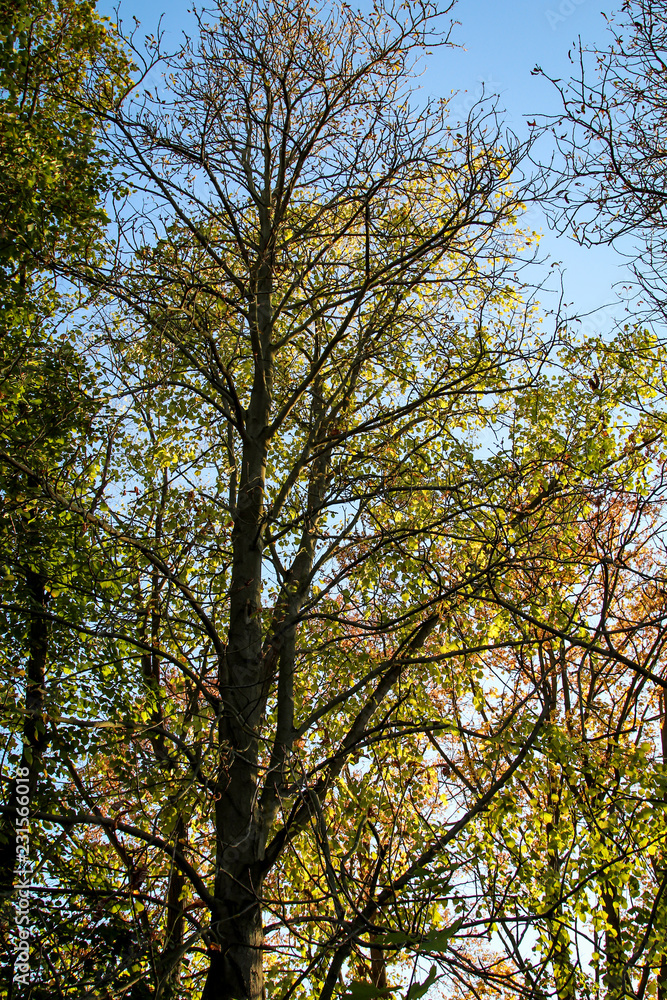 Sonne durchflutet den herbstlichen Baum Sonne durchflutet den herbstlichen Baum