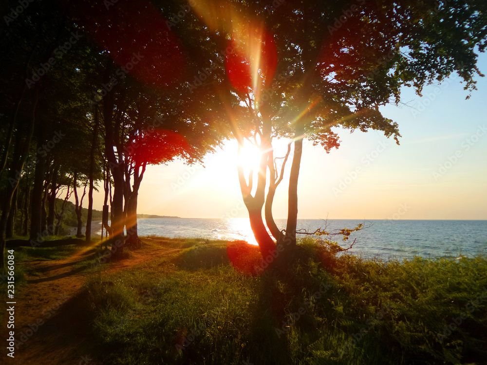 Baum Silhouette am Meer bei Sonnenuntergang - obrazy, fototapety, plakaty 