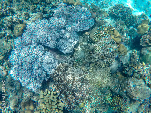 Tropical sea coral reef landscape with hard corals. Coral reef underwater photo. Tropical sea shore snorkeling