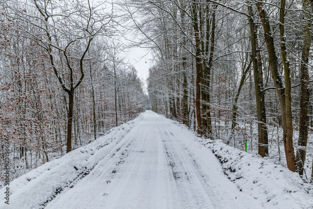 Obraz premium Weg durch einen Winterwald