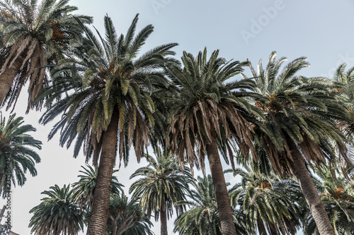 Group of palm trees, with a blue sky in the background